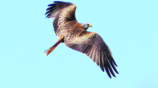 Elegant und geschmeidig segelt ein Rotmilan im rostbraunen Gefieder.