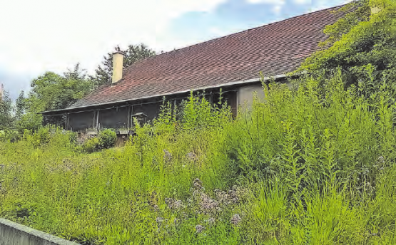 Ein Naturgarten zieht Insekten an und sorgt für eine gesunde Biodiversität. Auch auf kleinsten Flächen ein wertvoller Beitrag. (Bild: Werner Hauenstein)