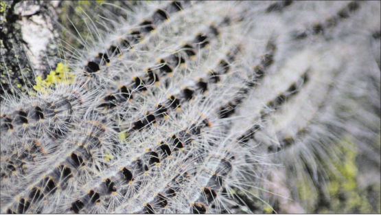 Der Eichenprozessionsspinner kann bei Berührung Hautreizungen hervorrufen. (Bild:zVg.)