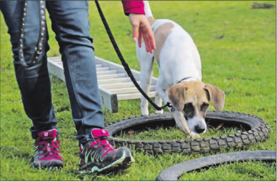 Plausch-Military des KV Seetal: Ein rund acht Kilometer langer Spaziergang mit zehn Posten für Hunde und ihre Menschen. (Bild: zVg.)
