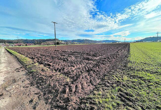 In diesem Feld würde die Grundwasserfassung zu liegen kommen. Ackerbau wäre danach weiterhin möglich. Im Hintergrund Hirschthal. (Bild: Remo Conoci)