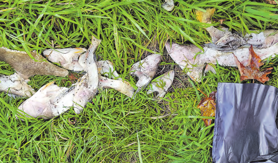 Fischabfälle in der Wyna: Wer ist für diese «Sauerei» verantwortlich? Die Regionalpolizei aargauSüd dankt für Hinweise aus der Bevölkerung. (Bild: repol)