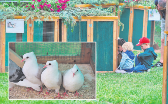 Neugierige Blicke in beide Richtungen: In den Käfigen konnten Kaninchen, Schildkröten oder wie im Bild, Thurgauer Schildtauben bewundert werden. (Bilder: rc.)