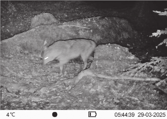 Hier tappt der Goldschakal in die Luzerner Fotofalle. (Bild: zVg.)