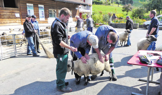 Das Gesamtbild muss stimmen: Die Schafe werden von den Experten in drei Positionen festgehalten; dem Typ, dem Fundament und der Wolle. (Bilder: moha.)