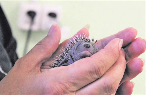Die Igelbabys werden genau untersucht und können danach in den ersten Tagen ihres Lebens ausnahmsweise auch ohne Handschuhe gefüttert und gehalten werden. (Bilder: grh)