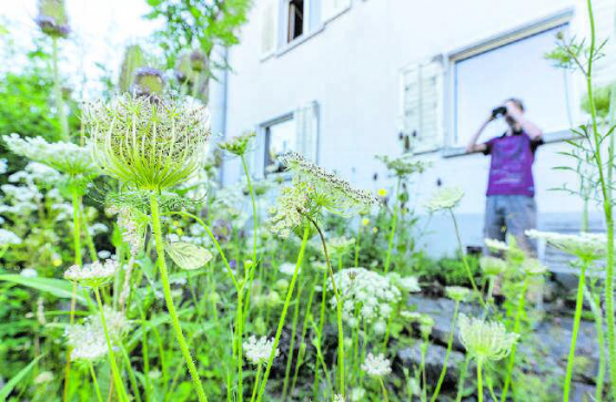 Auch im eigenen Garten beobachtet Silvan Kyburz die verschiedenen Falterarten. (Bilder: Silvan Kyburz)