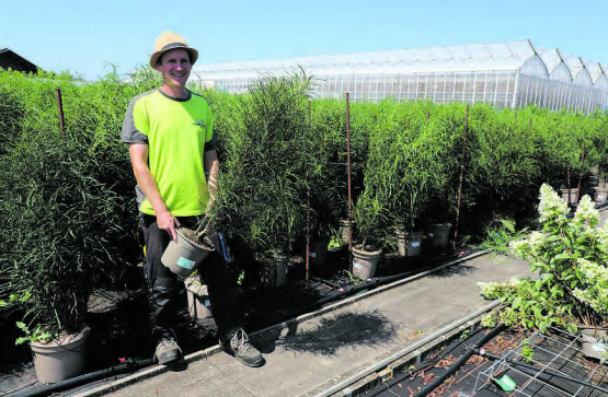 «Die Pflanze ist ein echter Superstar: Sie ist Insektenmagnet, die Blätter tanzen harmonisch im Wind.» Marc Waser, Bereichsleiter Baumschule, präsentiert die Federbäumchen-Produktion bei Huplant. (Bild: rc.)