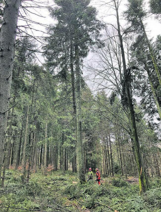 Nutzholz aus dem Schweizer Wald wird immer beliebter. Aus dieser Badener Weisstanne entsteht in Schlossrued die Fassade des KSB-Neubaus. (Bilder: zVg.)