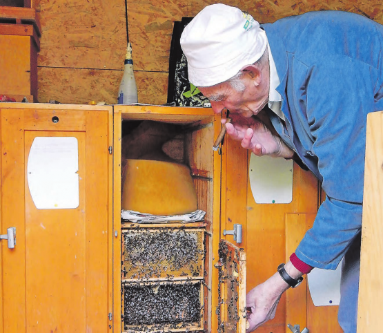 Der Stumpenrauch beruhigt die Bienen und erleichtert ihm die Arbeit: Vorsichtig öffnet Hermann Eberhard einen Bienenstock.
