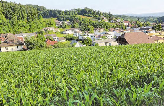 Im Vordergrund die Bauparzellen 123 bis 125, wo heute noch Mais wächst. Sie gehören der Gemeinde Uerkheim und sollen nach der Erschliessung durch den Verkauf viel Geld in die Gemeindekasse spülen. (Bild: Remo Conoci)