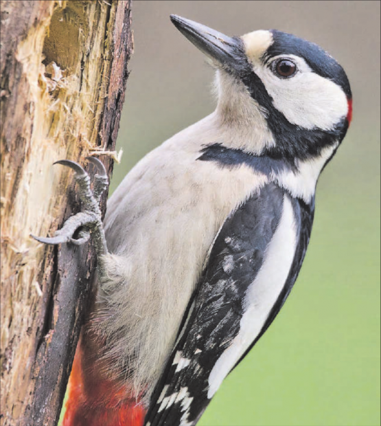 Der Buntspecht ist in der Region die häufigste Spechtart. (Bild: pixabay)