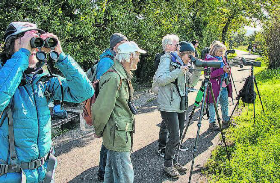 Zugvogelexkursion des NVV Reinach an den Klingnauer Stausee: Die Exkursionsteilnehmer beobachten interessiert Bekassinen. (Bilder: uk.)