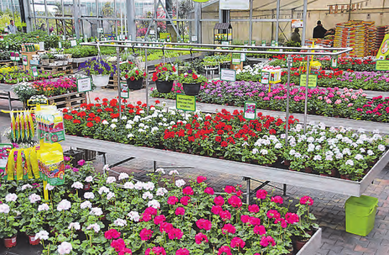 Blumenmeer bei Huplant in Hirschthal: Jetzt läuft die beliebte gratis Einpflanzaktion. (Bild: zVg.)