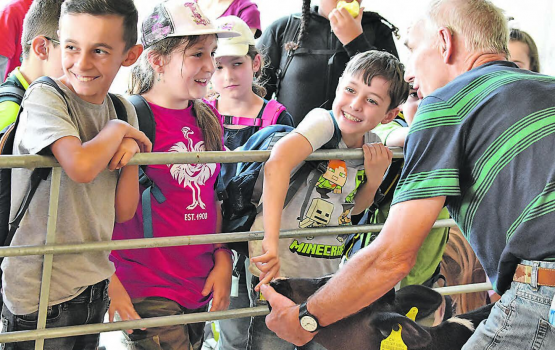 Einmal ein Kälbli streicheln und viel Wissenswertes erfahren – am Liebegger Tag der Schulen. (Bilder: hg.)
