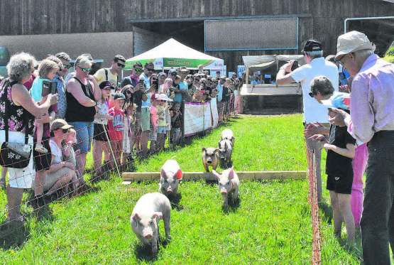 Sauglatte Rennen: Viermal starteten die topmotivierten Athleten auf dem Hof von Andrea und Lukas Gautschi ins Rennen, sehr zur Freude der zahlreichen Zuschauer. (Bilder: hg.)
