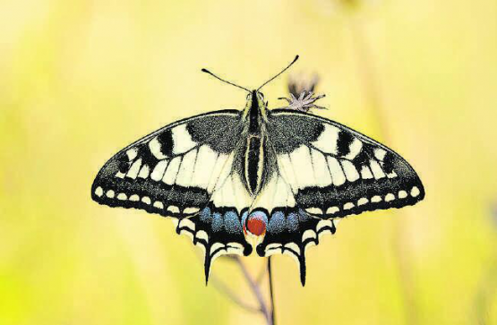Der Schwalbenschwanz ist nur eine von vielen einheimischen Schmetterlingsarten. (Bild: zVg.)