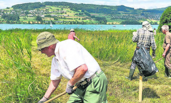 Die Helfer im Einsatz: Mit dem Herausschleppen des gemähten Schilfgrases wird Platz geschaffen für mehr Artenvielfalt. (Text und Bild: Heinz Urben)
