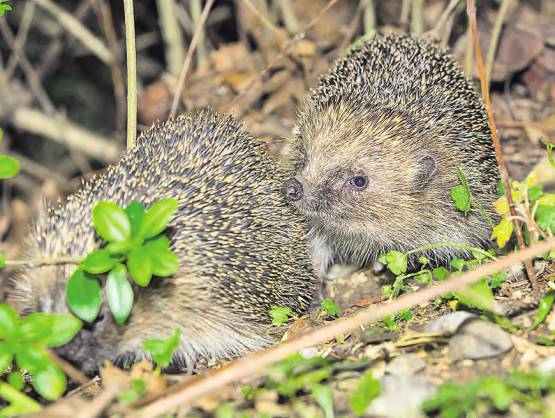 Das Projekt «Igel gesucht» wird im Rahmen des neuen Säugetieratlas durchgeführt. (Bild: zVg.)
