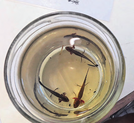 Der Kammmolch: Ein «Urgespenst» aus dem Teich,gefangen und wieder freigelassen von den Ferienspass-Kindern. (Bilder: zVg.)