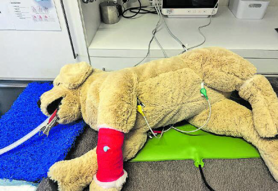 Dieser tierische Patient war während des ganzen Anlasses super brav. (Bilder: dr.)