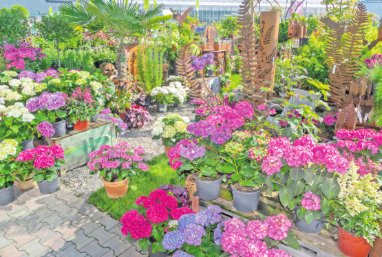 Hortensien, so weit das Auge reicht. Bei Huplant in Hirschthal ist bis am 4. August eine grosse Auswahl zu finden. (Bild: zVg.)