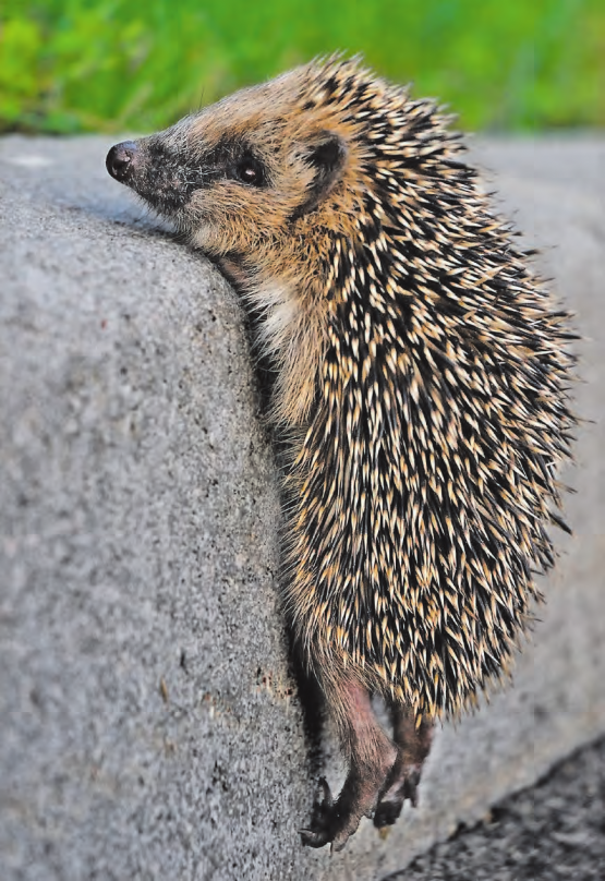 Wer an einem lauen Sommerabend einen Igel durch den Garten tippeln sieht, freut sich über den sympathischen Gast. (Bild: zVg./Monique Morin)