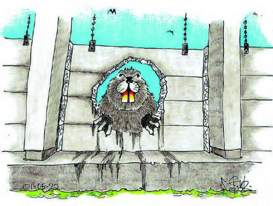 Der Biber in der Wyna: Sein Besuch konnte die Sagi-Mannschaft nicht aus der Ruhe bringen. (Bild: Kari Stutz)