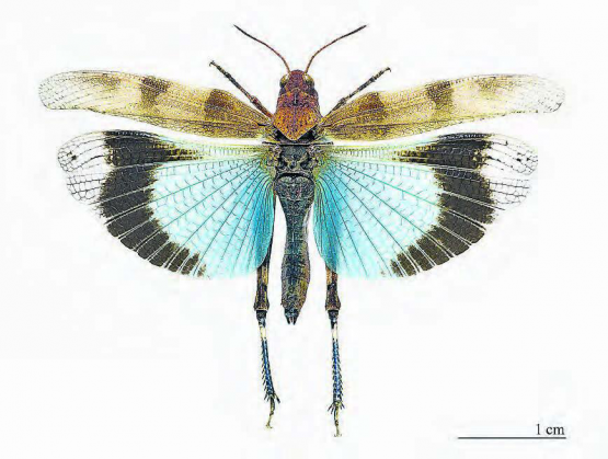 Blauflügelige Ödlandschrecke − Botschafterin für vergängliche Naturparadiese. (Bild: zVg.)