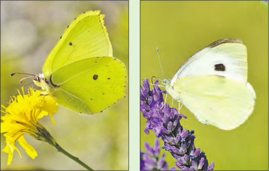 Der Vergleich: Links ist ein Zitronenfalter zu sehen, rechts ist ein Kohlweissling abgebildet. (Bilder: zVg.)