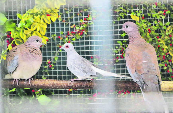 Exotische Gäste in Gontenschwil: Der Ziervogelverein Wynental gewährt einen spannenden Blick in die Vogelwelt. (Archivbild: rc.)