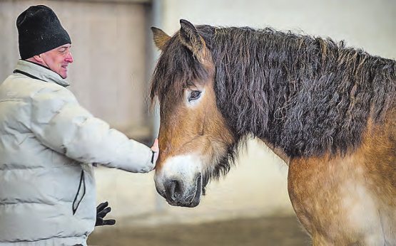 Pferdegestütztes Coaching: Für Unternehmen und Privatpersonen geeignet. (Bild: zVg.)