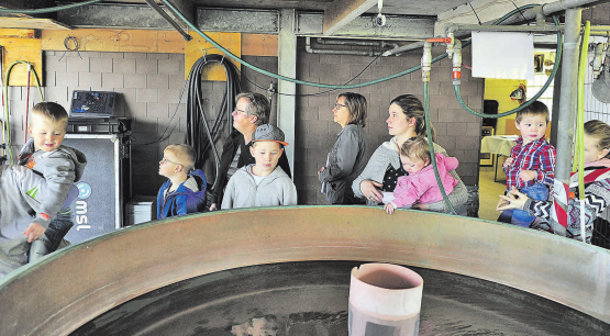 Auge in Auge mit dem Nachwuchs: Noch schwimmen die Jungfelchen in geschützten Becken, doch schon bald werden sie im Hallwilersee eingesetzt. (Bilder: msu.)