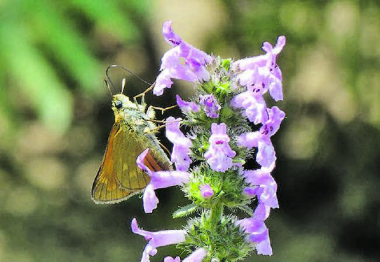 Der Natur- und Vogelschutzverein Unterkulm will im Gebiet Spatzhof/Bächel die Artenvielfalt mit einem mehrjährigen Projekt fördern. (Bild: zVg.)