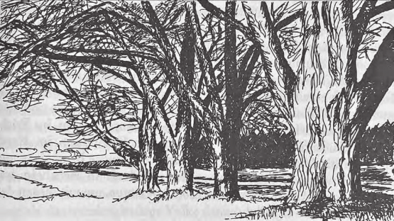 Die Fünflinden bei Lenzburg: Hier machten Matter und seine beiden Kumpane Kym und Höh vor dem Einbruch bei Handelsmann Rohr in Lenzburg Zwischenhalt. Hier wurde er später hingerichtet. (Bild: Zeichnung von W. Weh)