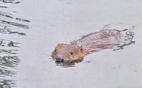 Biber «Justin» vom Mühleweiher in Pfeffikon. (Bilder: zVg.)