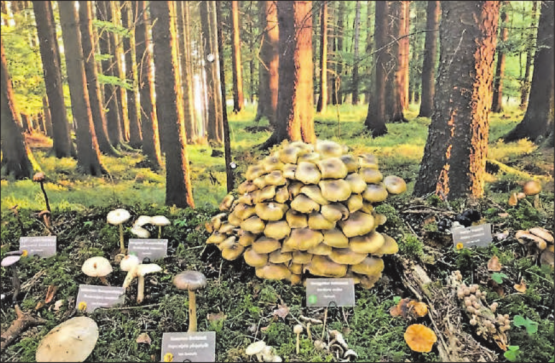 Die Ausstellung informiert darüber, welche Pilze zum Verzehr geeignet sind. (Bilder: zVg.)