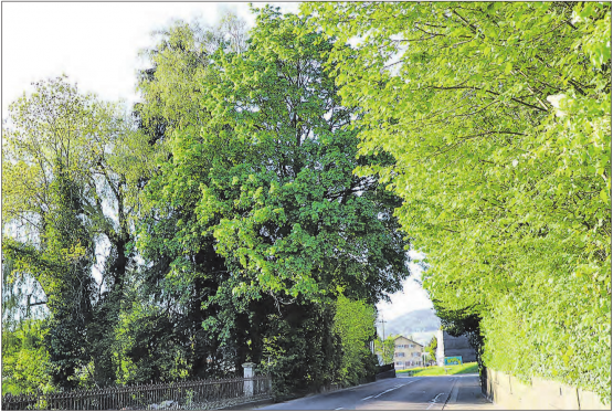 Wie würden Sie entscheiden? Diese alte Baumgruppe an der Hauptstrasse in Menziken ist von grossem Wert für die Natur und die Besitzer. Doch im Gesetz steht auch, dass die Bäume zu nahe an der Grenze zum Nachbarn stehen. (Bild: rc.)