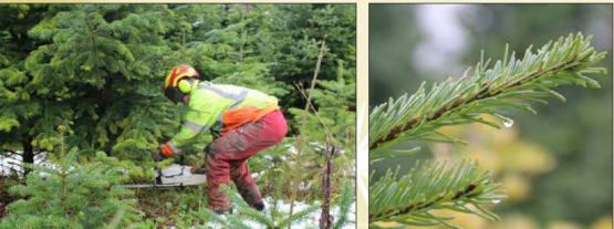 Impression vom Weihnachtsbaumverkauf in der Jurapark-Gemeinde Wölflinswil
© Jurapark Aargau