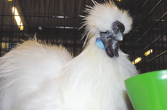 Bin ich nicht schön? Mit ihrem Gegacker im Saal haben sich die Hühner noch extra stimmlich hervorgetan. (Bilder: Heidi Härri)