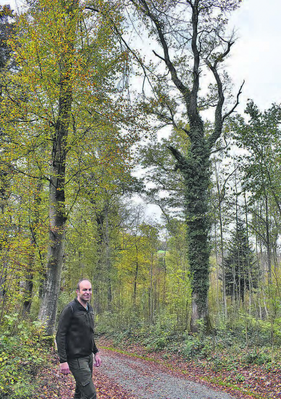Christian Siegrist, Revierförster und Betriebsleiter des Forstbetriebs aargauSüd setzt sich für den Erhalt von ökologisch wertvollen Baumriesen ein. (Bilder: hg.)