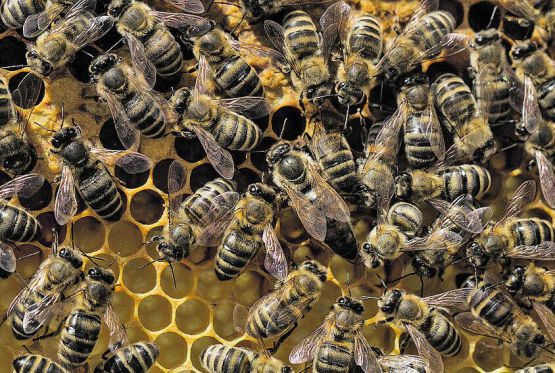 Die Bienenkönigin und ihre Arbeiterinnen. (Bild: Pixabay)