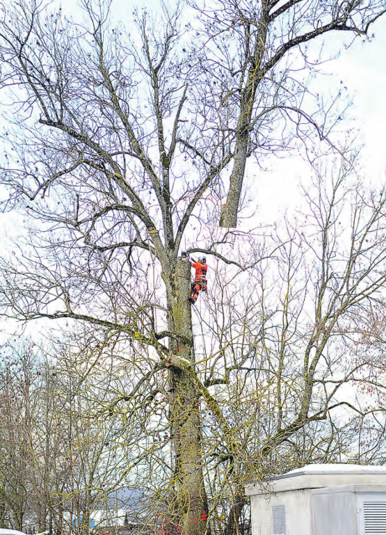 Der heikelste Moment: Auf halber Höhe wird der Baumstamm durchgesägt und vom Helikopter in die Höhe gezogen. (Bild: Kaspar Flückiger)