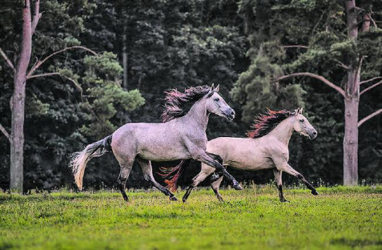 Eine beeindruckende Werkschau: Der Fotoklub Reinach lädt vom 1. bis 10. März zur Jubiläumsausstellung ein – 19 Mitglieder präsentieren rund 200 Bilder. (Bild: Barbara Mathys)