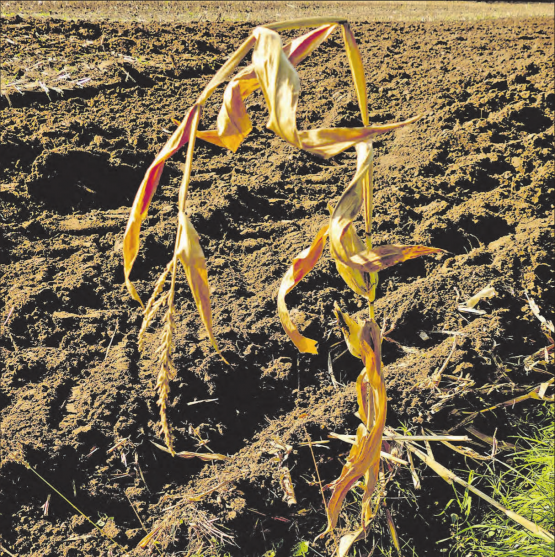 (Bild und Text: Martin Bär)