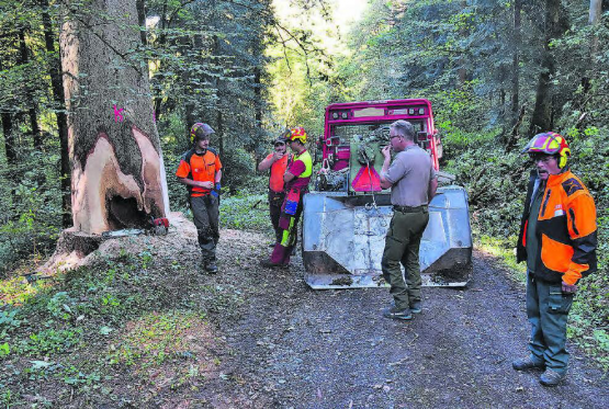 Letzte Vorbereitungen vor dem Fällen: Die Fallrichtung liegt fest, das Team berät, welche Sicherheitsvorkehrungen noch zu treffen sind. (Bilder: aw.)