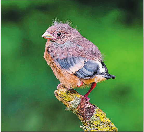 Dieser junge Gimpel ist noch nicht selbständig. Er wird von seinen Eltern aber auch ausserhalb des Nestes weiter betreut. (Bild: zVg./Marcel Burkhardt)