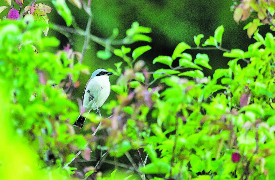 Die BirdLife-Sektionen Gontenschwil und Reinach wollen die Lebensräume für stark gefährdete Arten vernetzen. (Bild: zVg.)