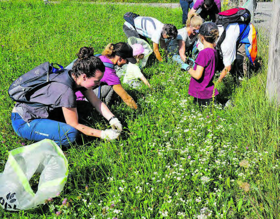 Gross und Klein hilft mit, eine Wiese vom Einjährigen Berufkraut zu befreien. (Bild: zVg.)