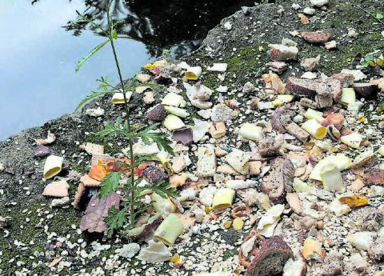 Vergangene Woche hat jemand seine verdorbenen Küchenabfälle beim Entenweiher verstreut – aus Bosheit oder Dummheit ist unklar. Sicher ist: Hier gehören die Abfälle ganz sicher nicht hin. (Bilder: zVg.)